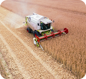 Harvester in wheat field